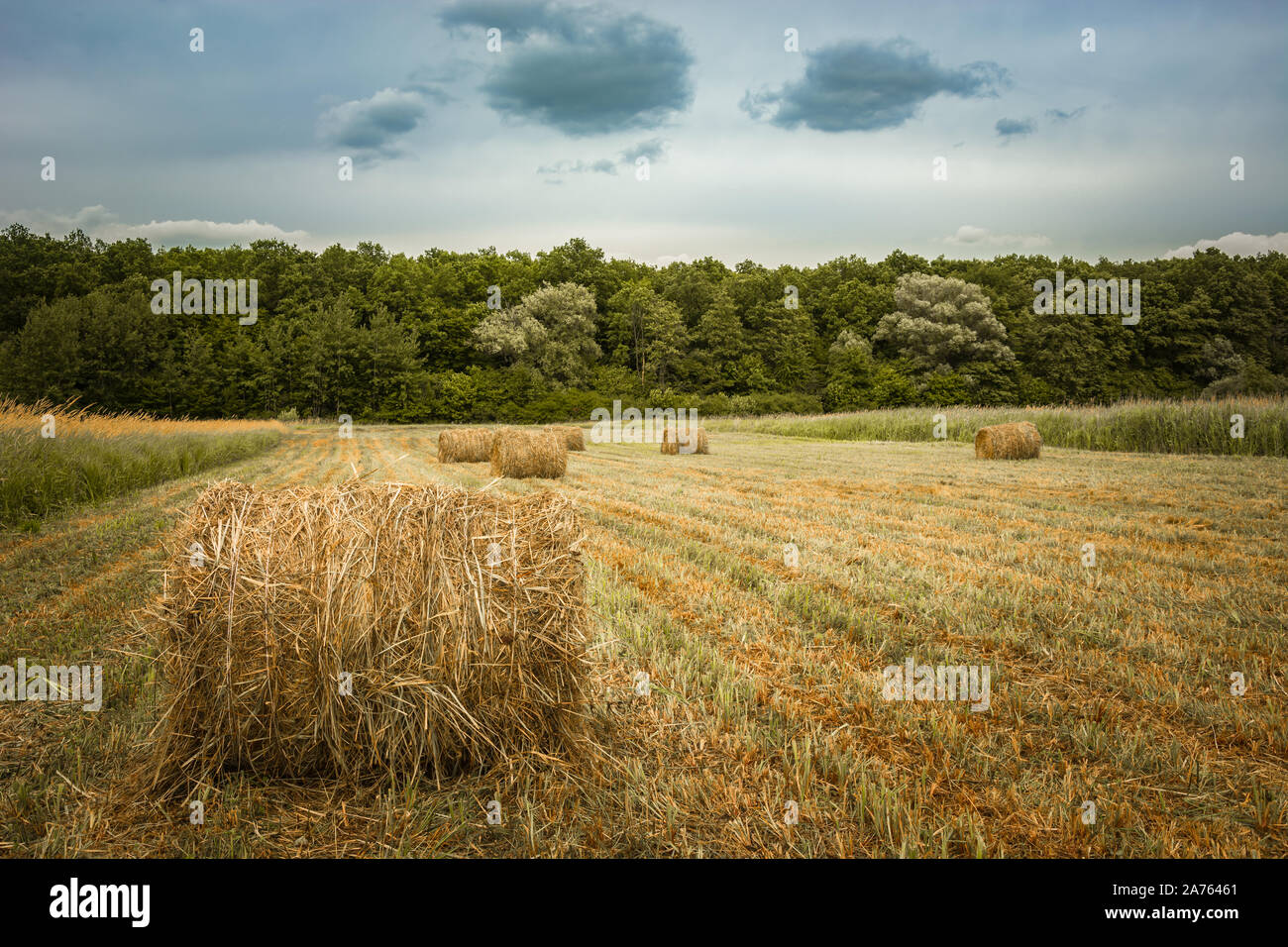 Round hay bales in a field, forest and cloudy sky Stock Photo - Alamy