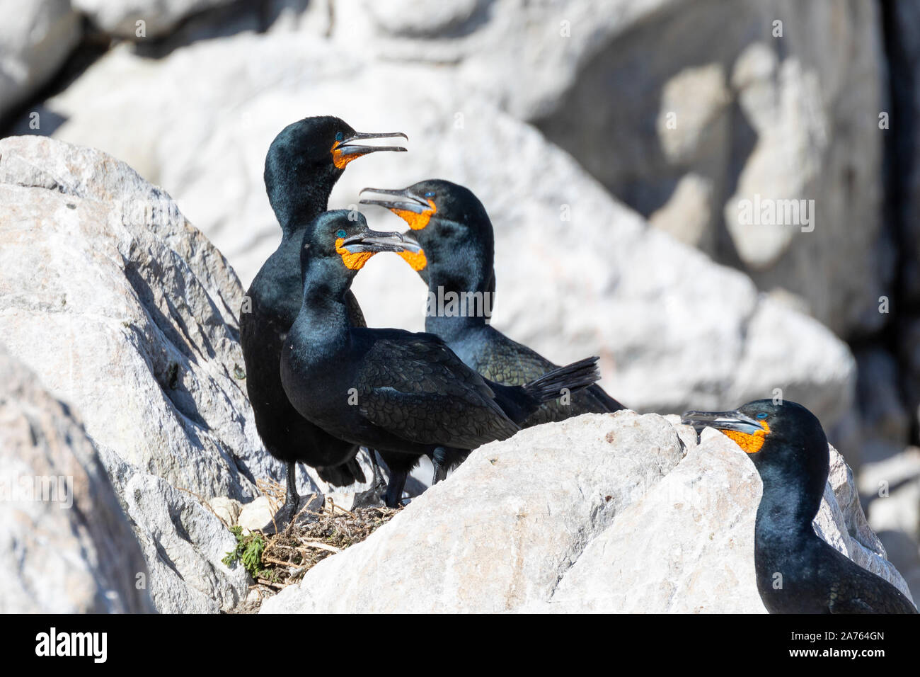 Cape Cormorant (Phalacrocorax capensis) breeding pair on nest gular fluttering in heat, Stony Point Nature Reserve, Betty's Bay, South Africa Stock Photo