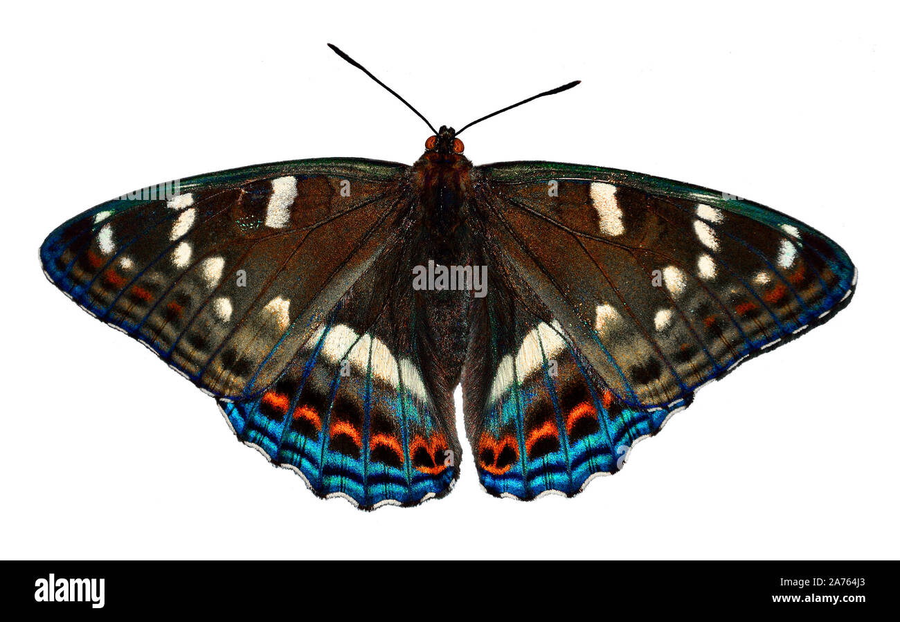 Butterfly Poplar Admiral (Limenitis populi) close up, isolated on white background. large butterfly with dark brown wings, white spots and red and blu Stock Photo