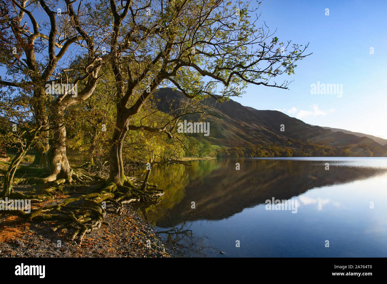 Trees and tangled roots along the Buttermere shore in the autumn Stock Photo