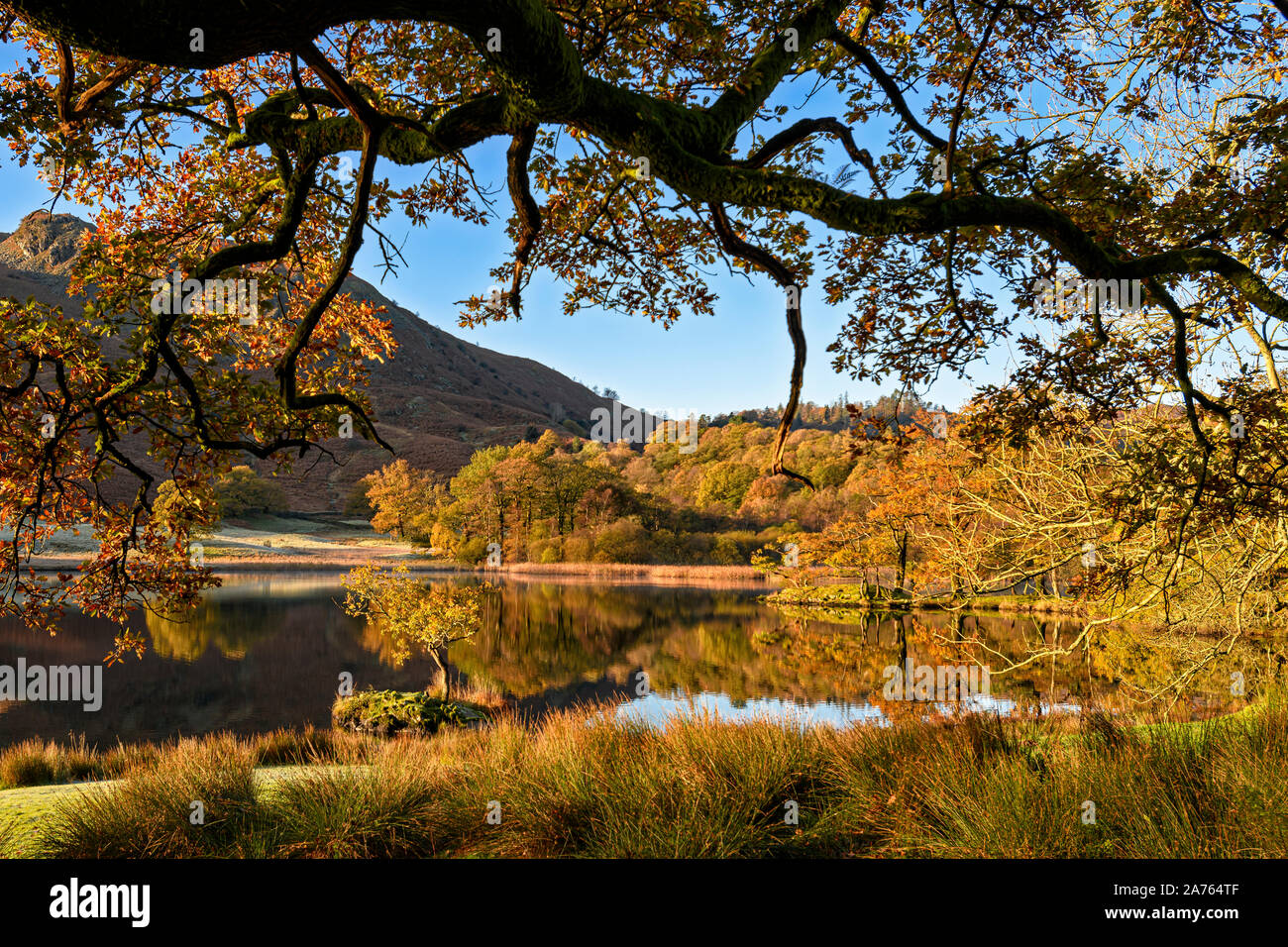 Rydal Water looking beautifully autumnal in the bright sunshine Stock Photo