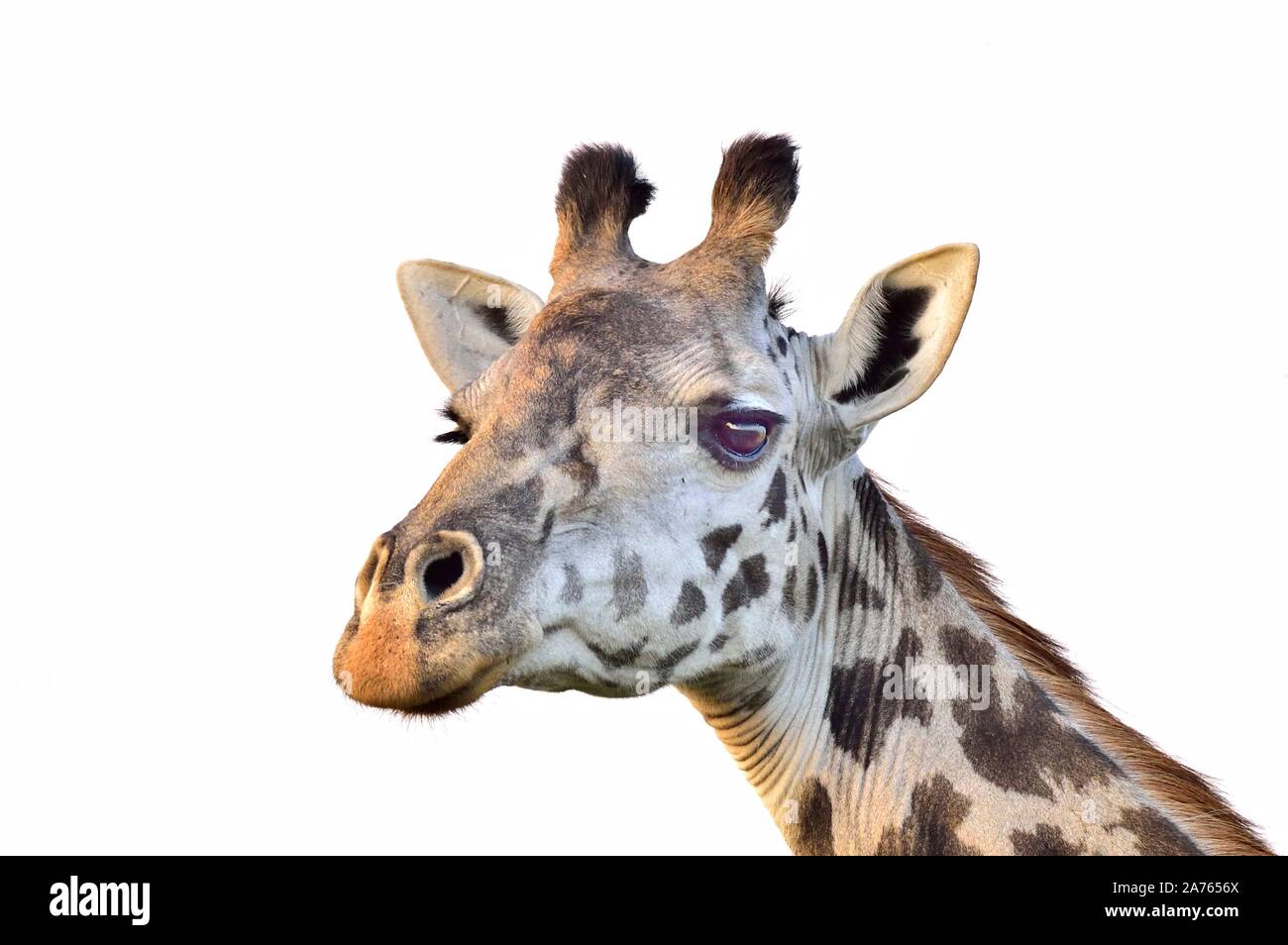 A giraffe close up Stock Photo
