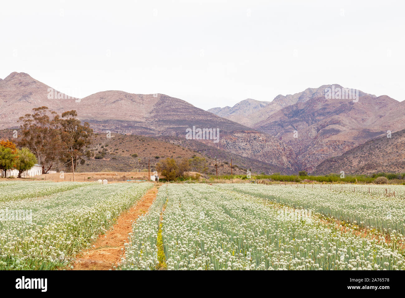 Fields of onion plants with flowers for the production of onion seed for agriculture on a farm on the R62,  Klein Karoo, Western Cape, South Afrcia Stock Photo