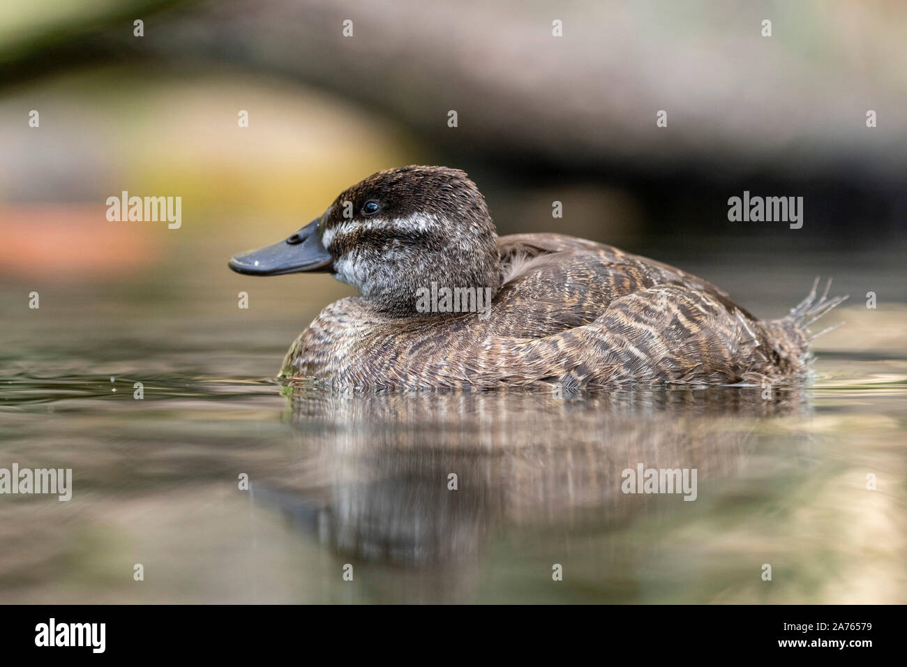 Oxyura vittata,Argentinische Ruderente,lake duck Stock Photo