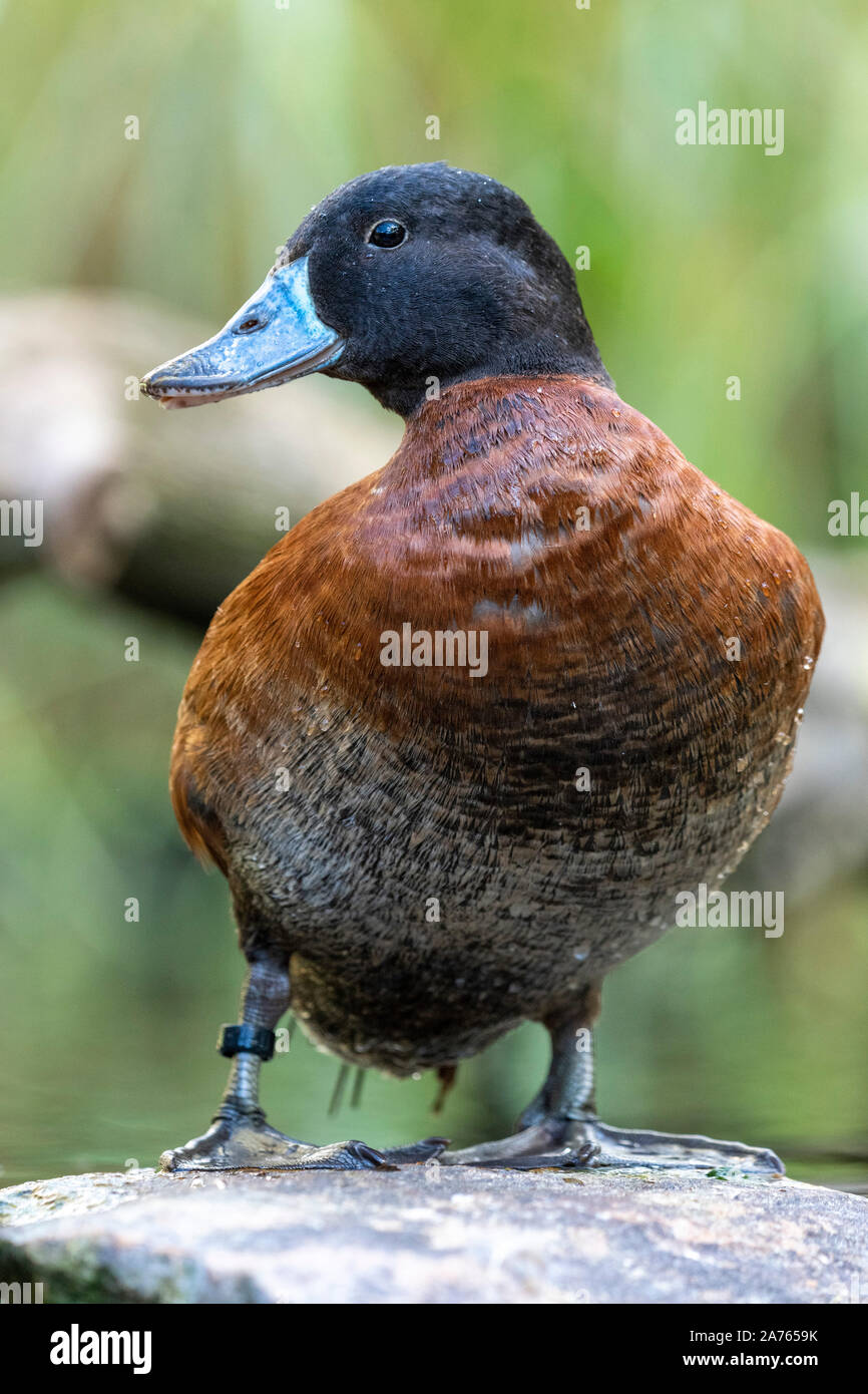 Oxyura vittata,Argentinische Ruderente,lake duck Stock Photo