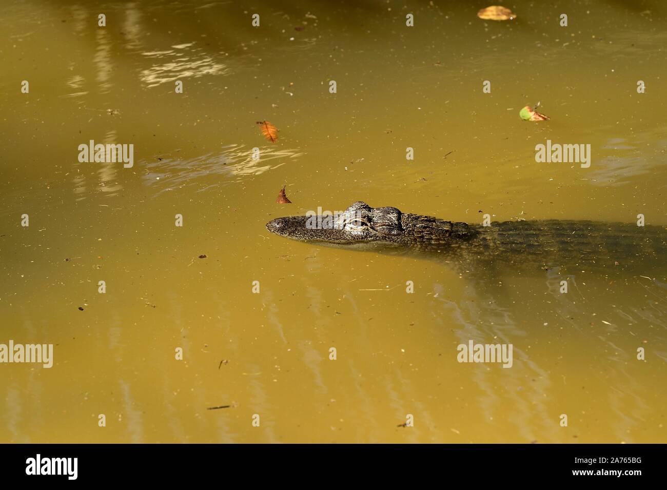 Alligator swimming Stock Photo