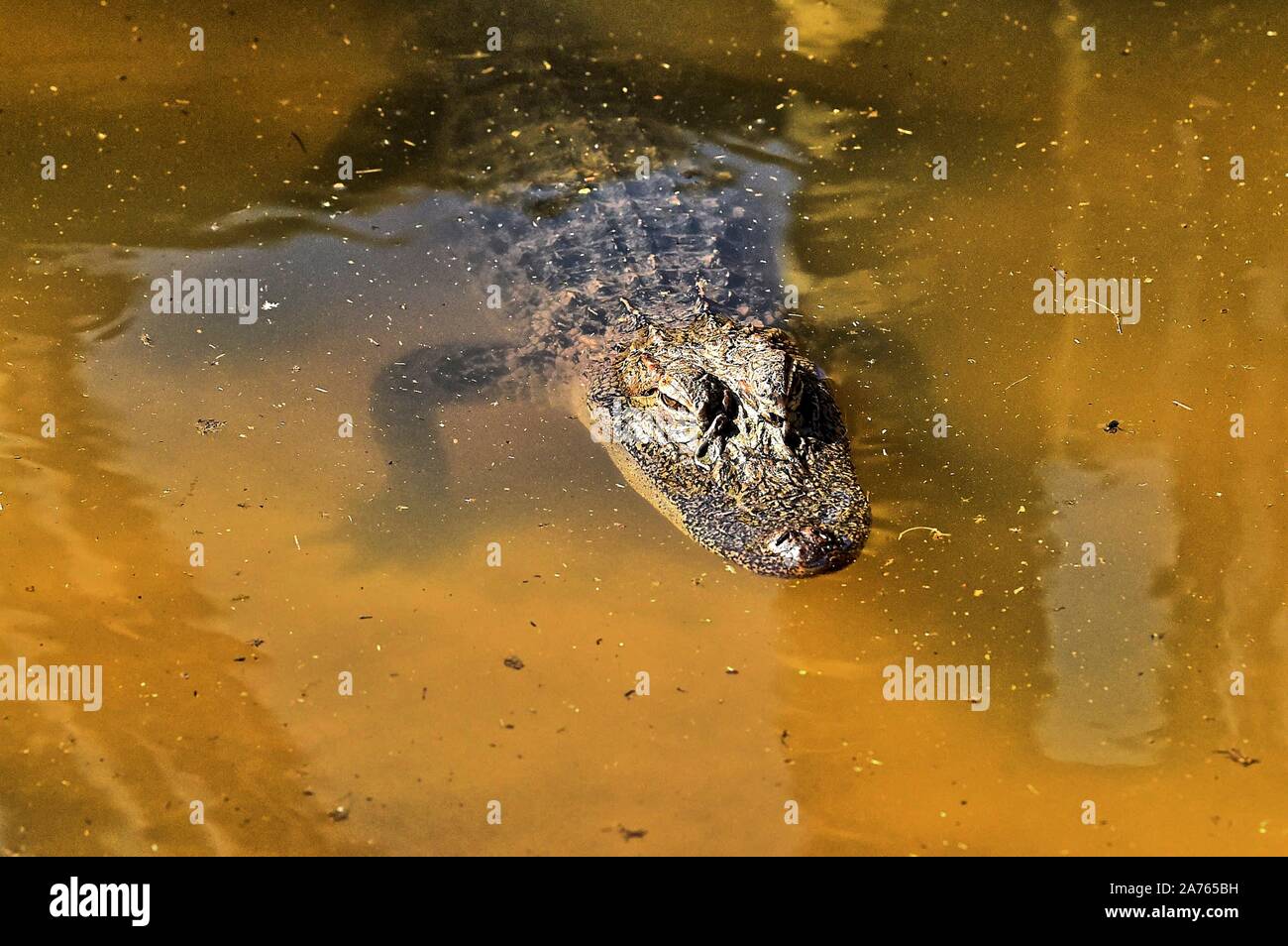 Alligator in Florida Stock Photo