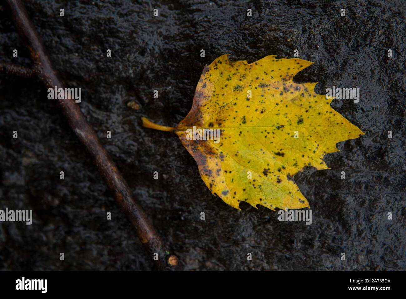 Close-Up of a dry leaf and stick Stock Photo