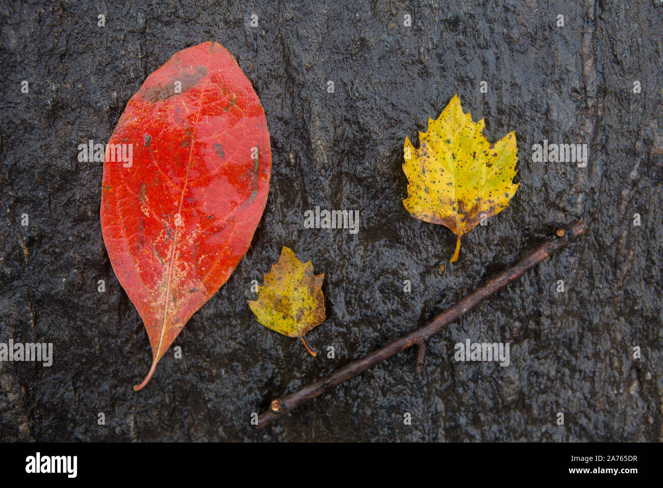 View of dry leaves Stock Photo
