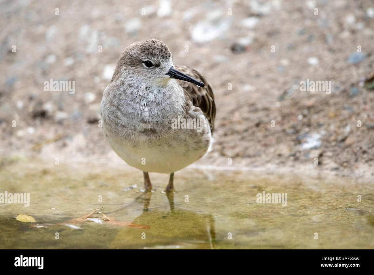 Philomachus pugnax,Kampf-Laeufer,Ruff Stock Photo