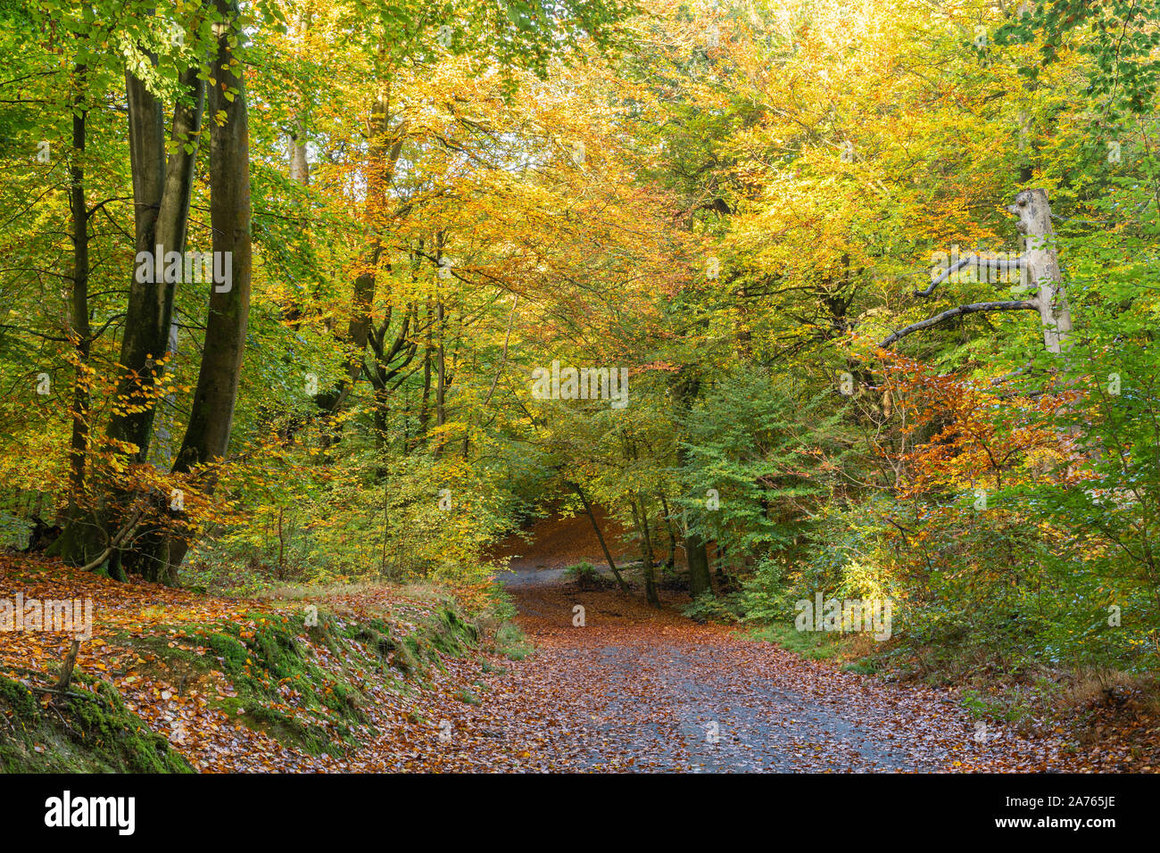 Burnham Beeches National Nature Reserve during autumn, Buckinghamshire, UK Stock Photo