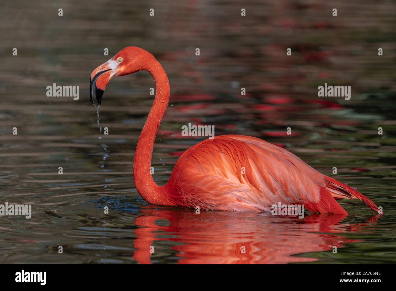 Phoenicopterus ruber roseus,Flamingo, Rosaflamingo,Greater flamingo Stock Photo