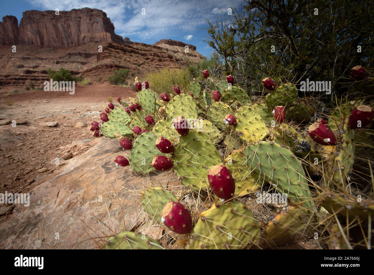 Prickly Pear Cactus with fruit, O. ficus-indica Stock Photo