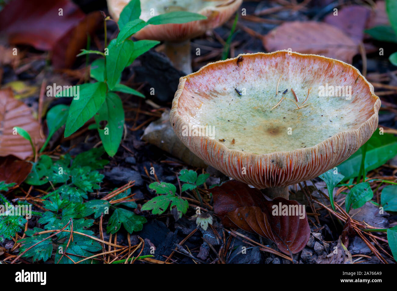 high angle view of the gilled hat of an agaric mushroom on the forest floor with dry autumn leaves in a forest in Germany / Europe Stock Photo