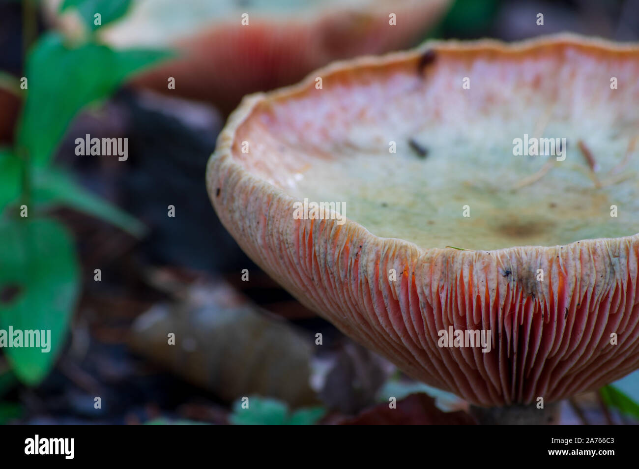 close-up shot of the gilled hat of an agaric mushroom on the forest floor with dry autumn leaves in a forest in Germany / Europe Stock Photo