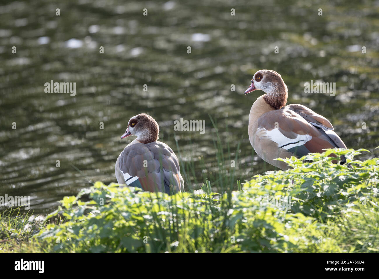 Egytian geese Stock Photo