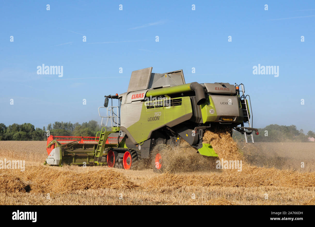 Harvesting wheat. Combined harvester on track wheels. Straw left long for baling. Stock Photo