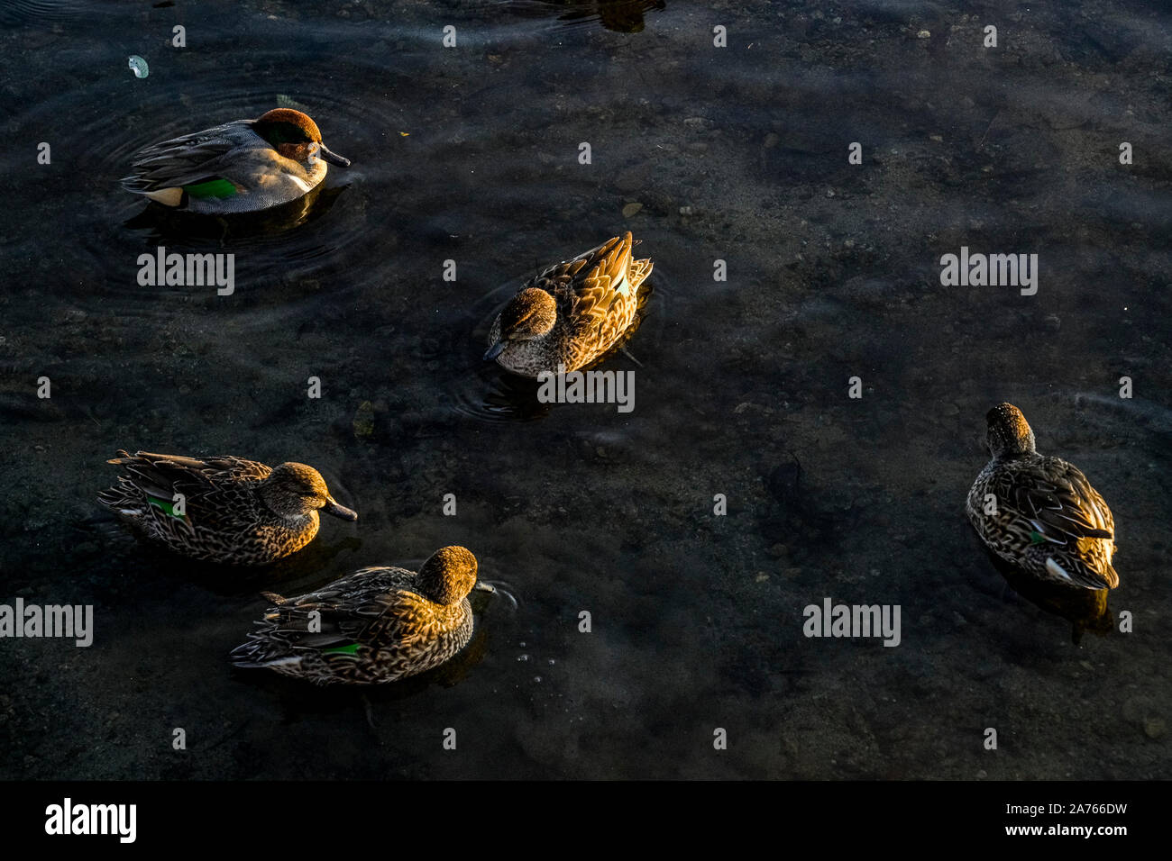 Green winged teal, Burnaby Lake Regional Park, Burnaby, British Columbia, Canada Stock Photo