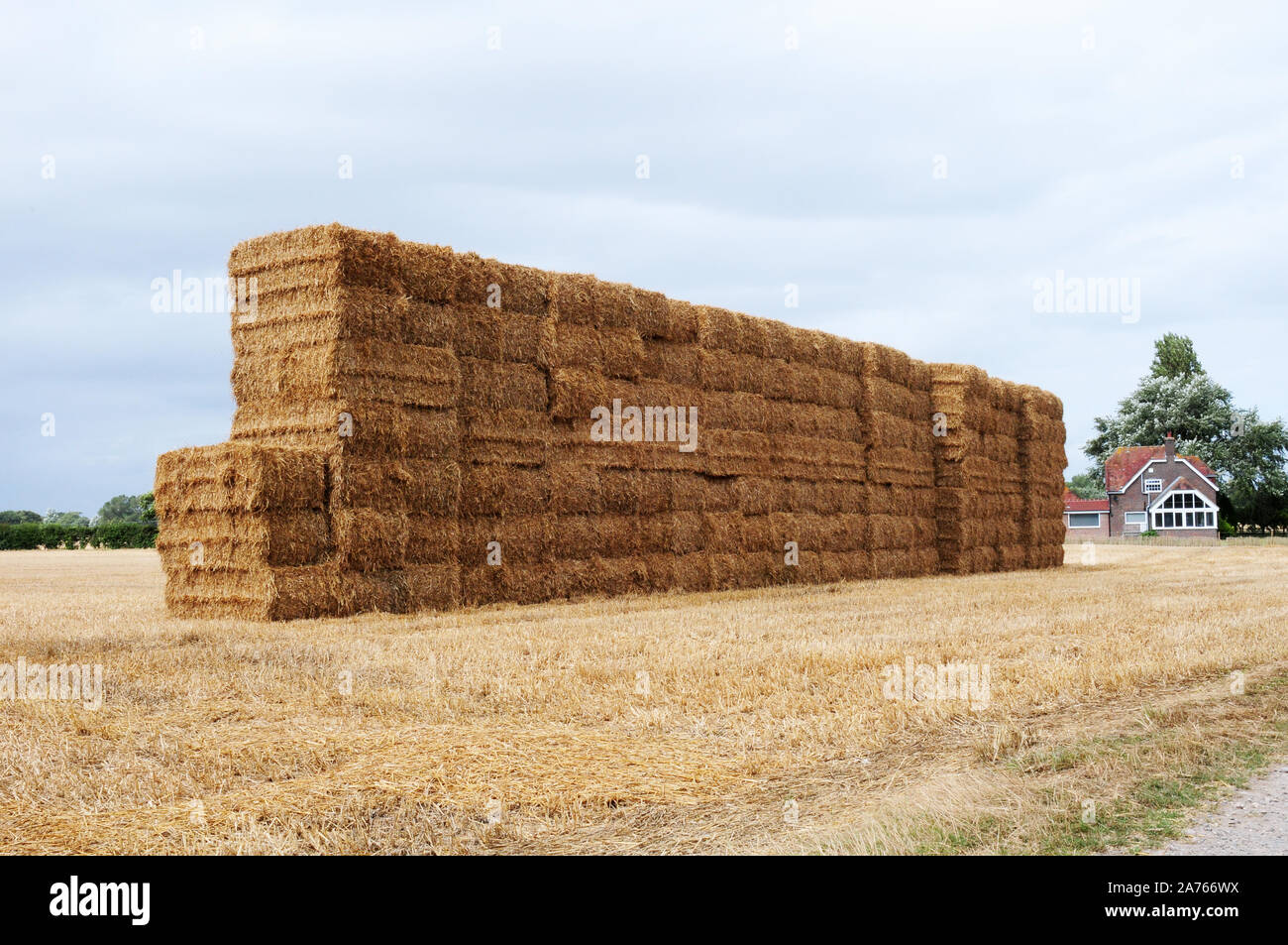Stack of wheat straw bales awaiting collection Stock Photo Alamy