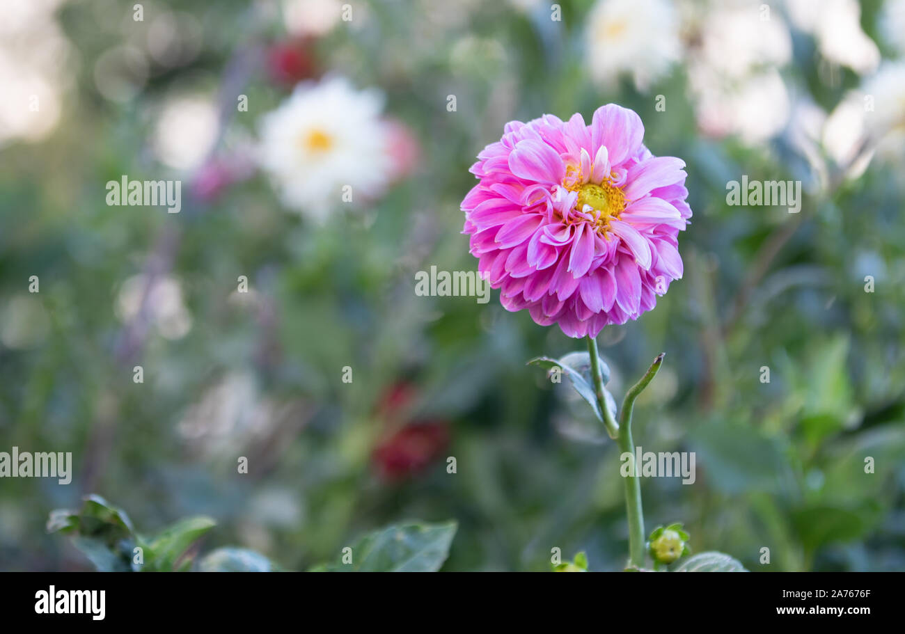 Dark Pink Dahlia with yellow dahlias in the background Stock Photo - Alamy