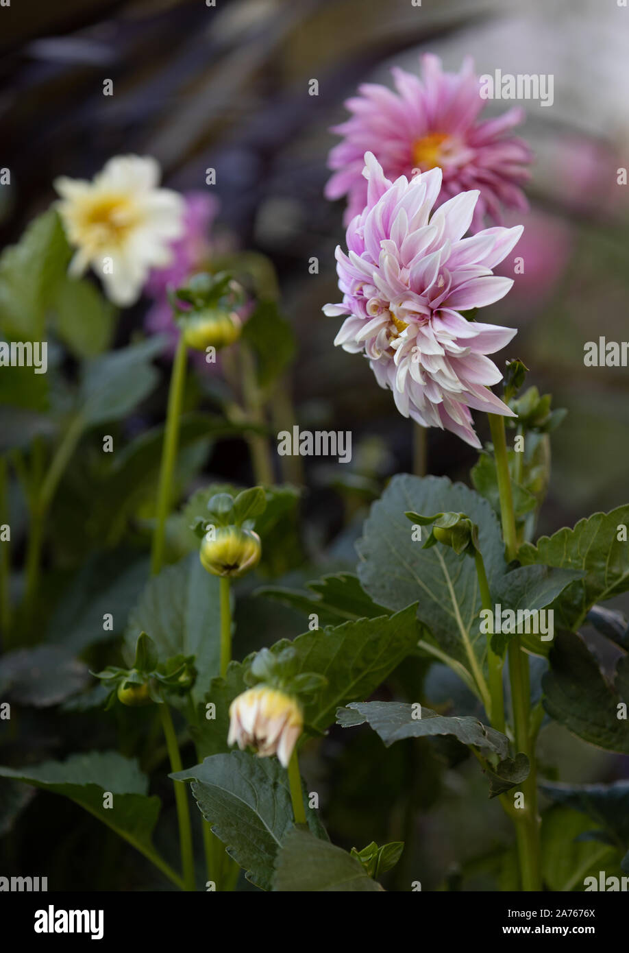 Pink Dahlias with leaves and buds Stock Photo