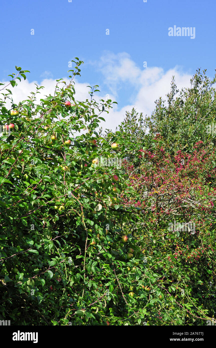 Berries growing wild hi-res stock photography and images - Alamy