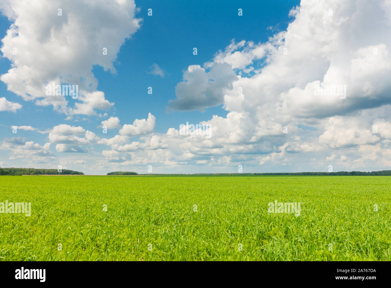 Beautiful panoramic landscape, blue sky and fresh green grass. Green grass and sky at beautiful day. Stock Photo