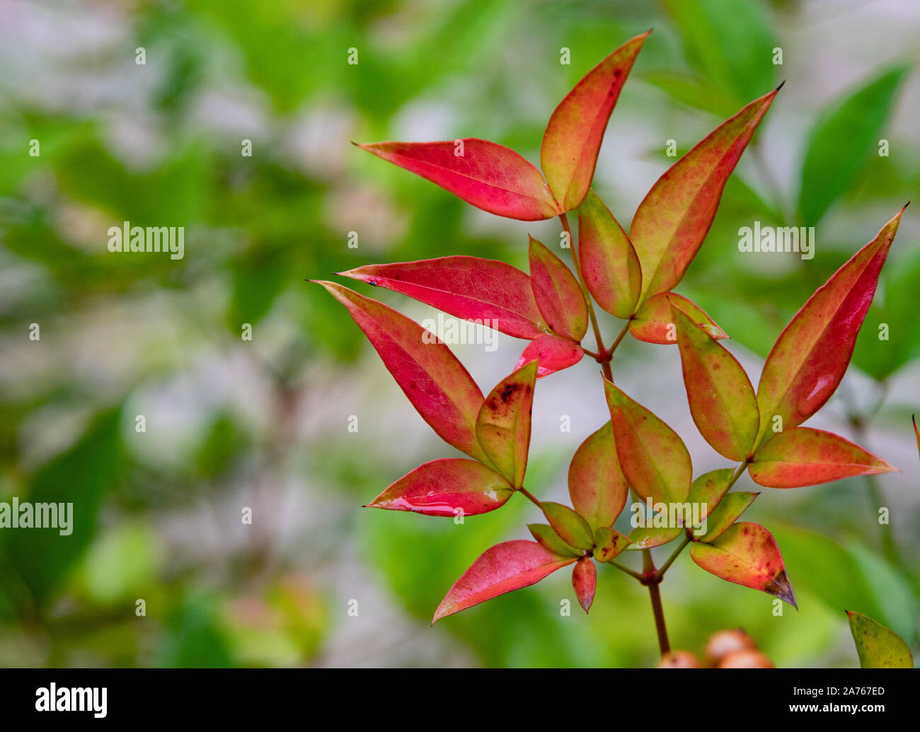 Leaves turning red hires stock photography and images Alamy
