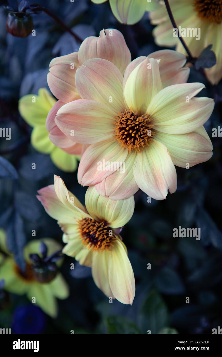Peach and yellow Dahlias with leaves Stock Photo