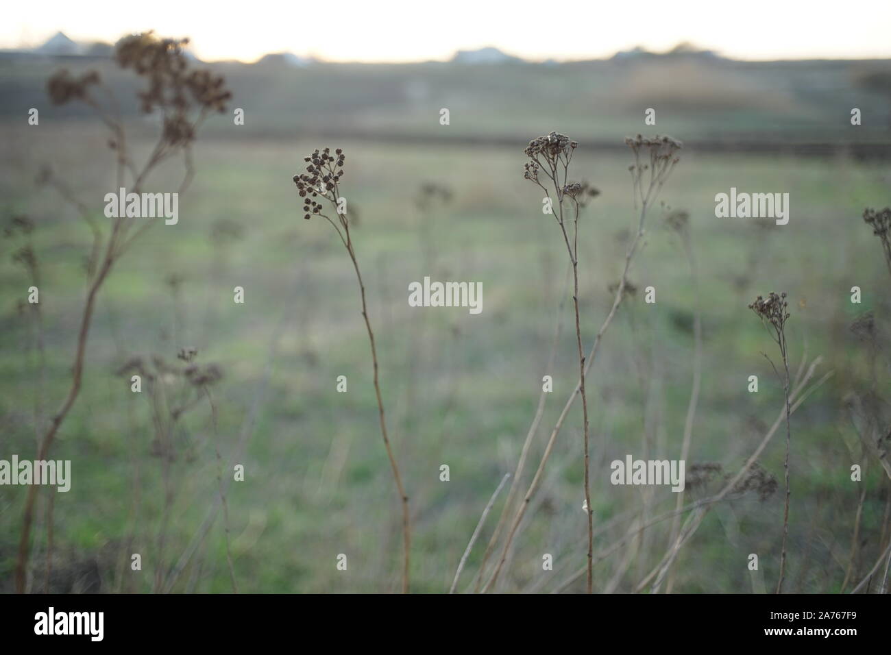 Dry grass grow in blurred green field. Stock Photo