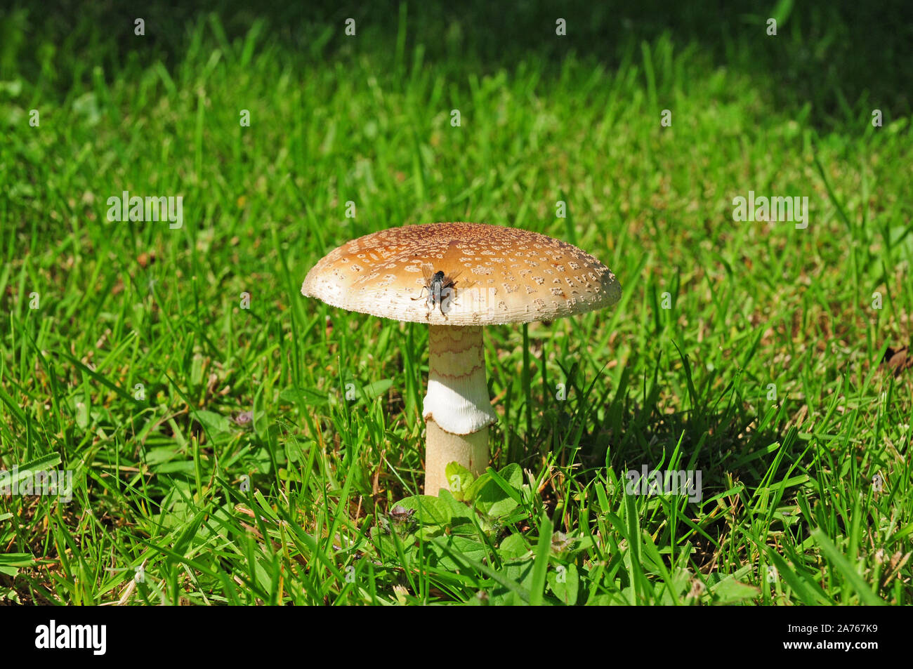 Mushroom, The Blusher, Amanita rubescens and a flesh fly, Sarcophaga carnaria. Stock Photo