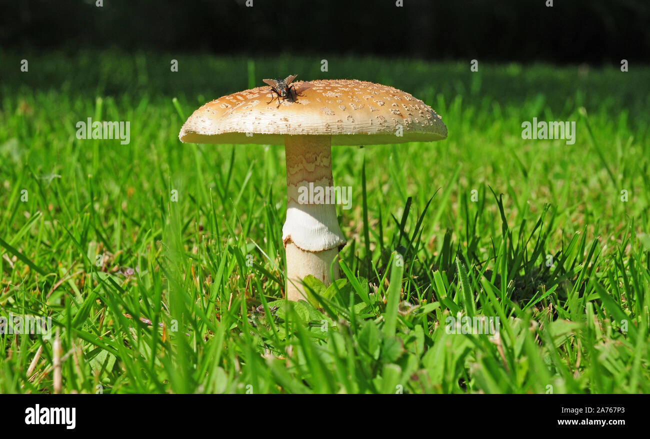 The Blusher. Amanita rubescens, and a flesh fly, Sarcophaga carnaria. Stock Photo