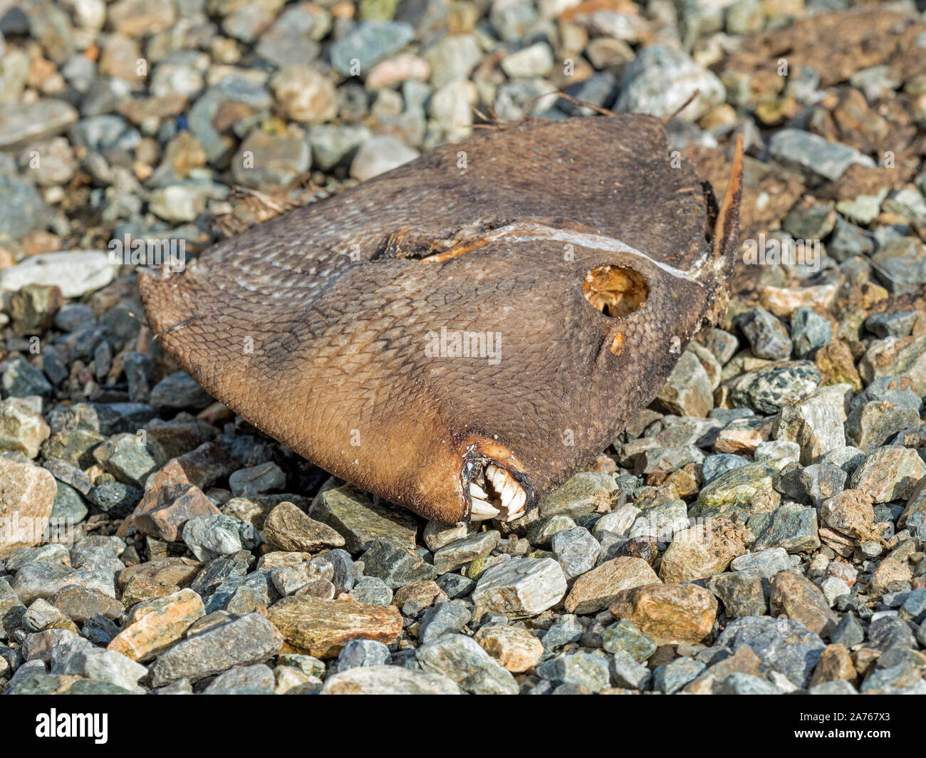 Dead Grey Triggerfish (Balistes capriscus) on pebble beach, Ronas Voe, Shetland Stock Photo