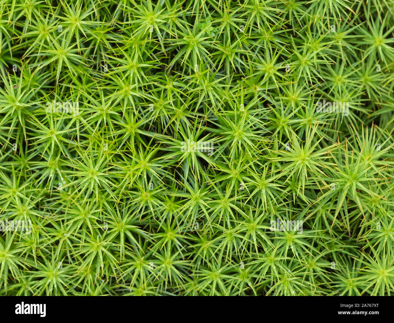 Close-up of Sphagnum moss, Shetland, Scotland Stock Photo