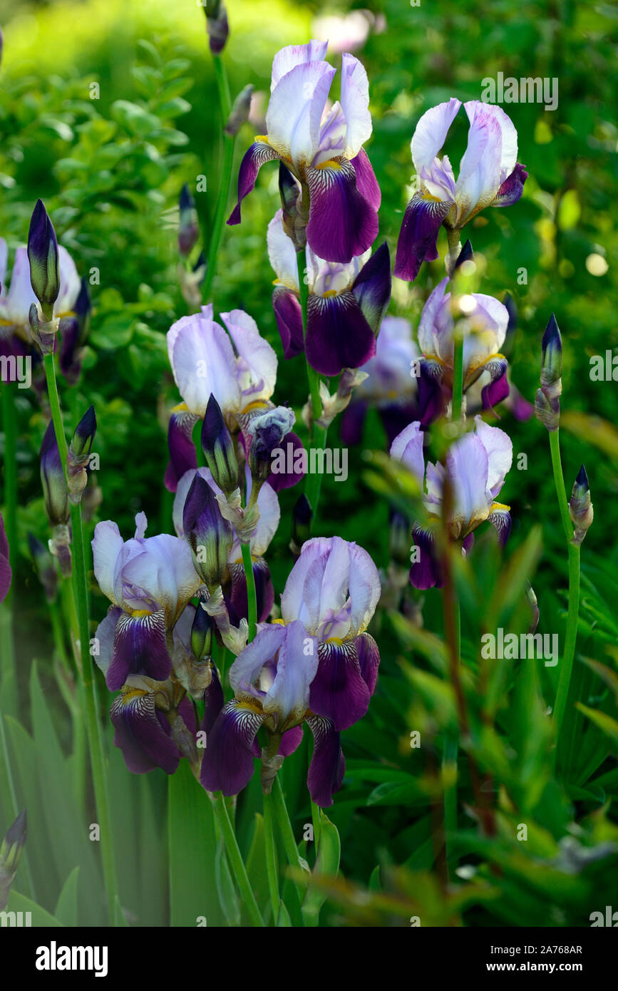 iris wabash, Bearded Iris, Iris germanica, white,purple,colour,color,bloom,flower,flowering,RM Floral Stock Photo