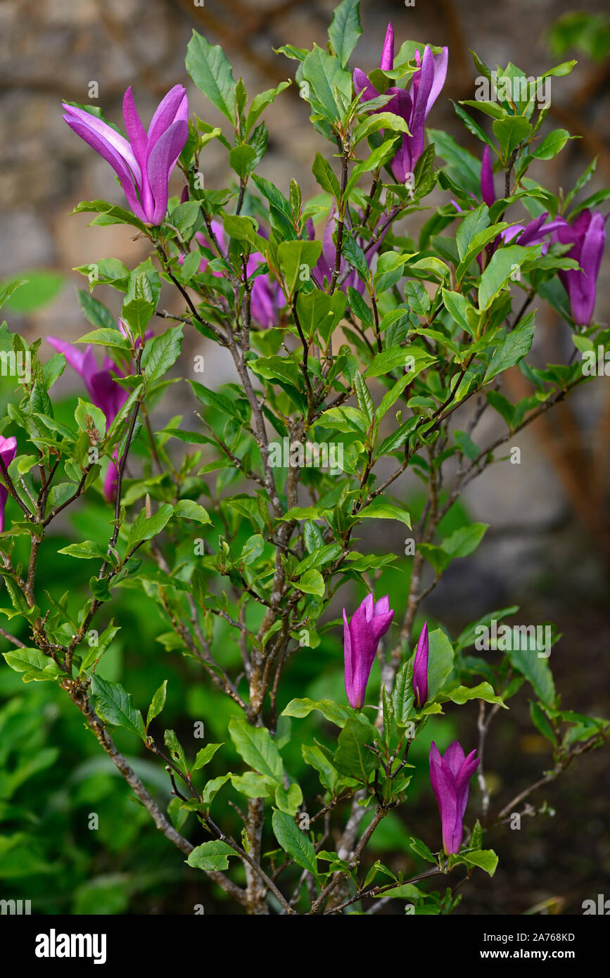 Magnolia Susan,purple flowers,slender flower,flowering,tree,trees,magnolias,garden,RM Floral Stock Photo