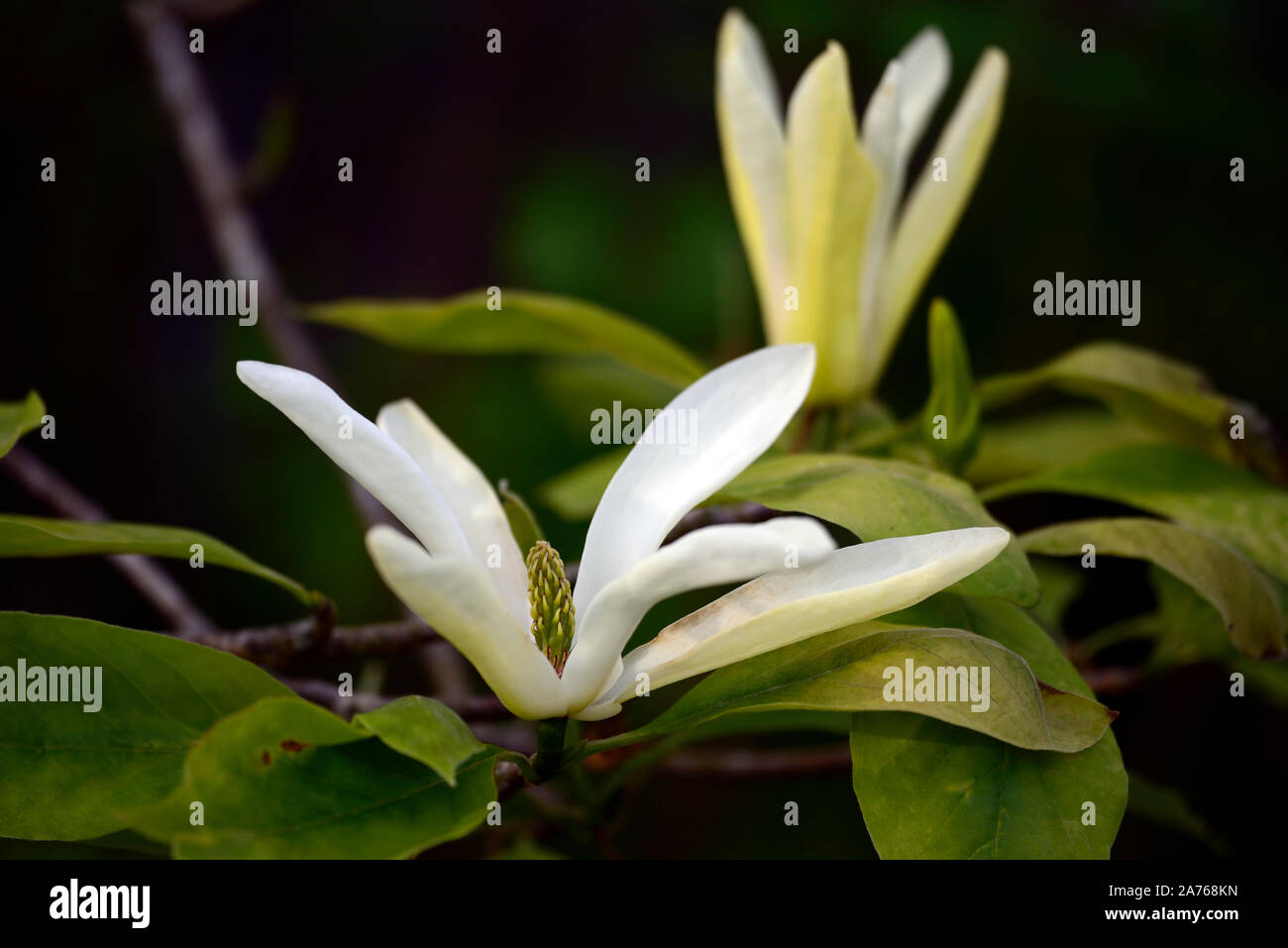 Magnolia ,cream,yellow,flowers,flower,flowering,magnolias,garden,RM