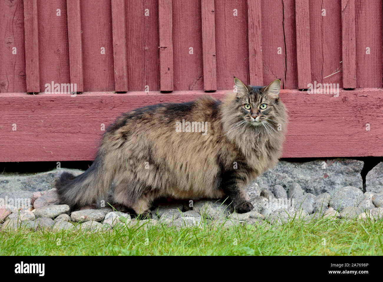 A very furry norwegian forest cat female standing outdoors near a house Stock Photo