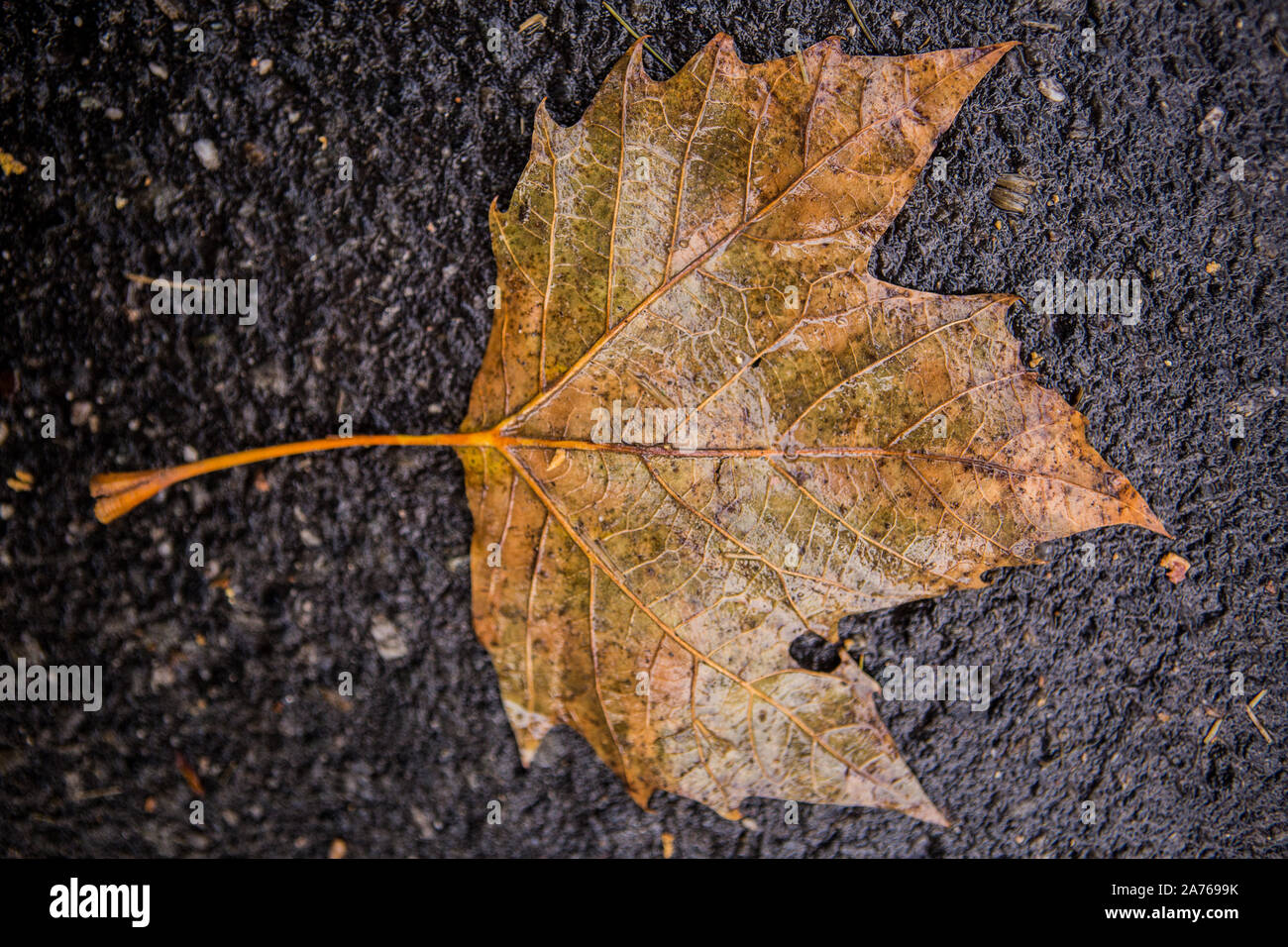 Image leaf hi-res stock photography and images - Alamy