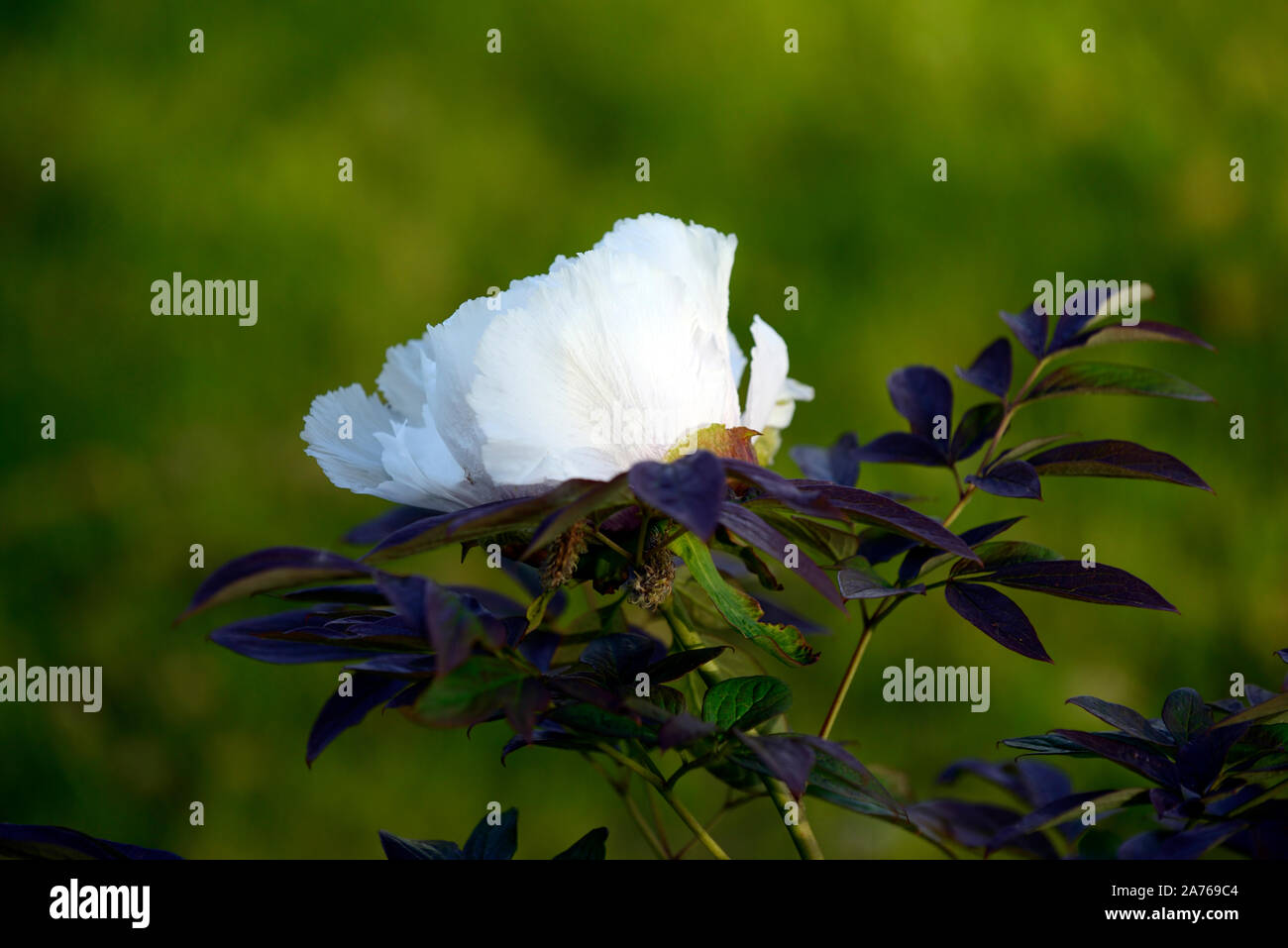 Paeonia suffruticosa Kingdom of the Moon, Gessekai,white coloured flower,tree peony,spring,garden,gardens,RM Floral Stock Photo