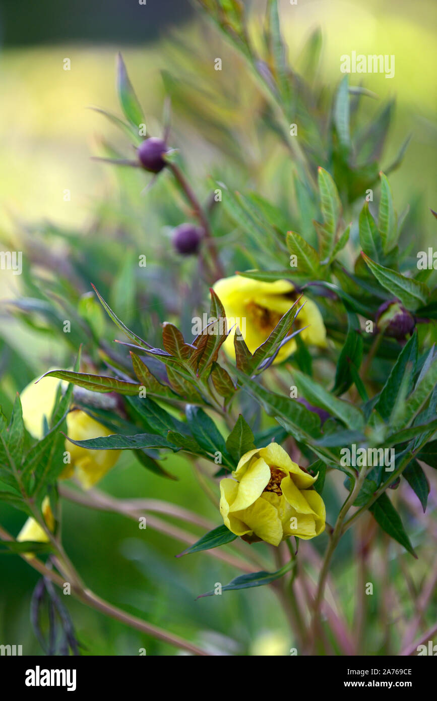 Single-flowered Yellow Tree Peony,Paeonia Argosy,syn. P x lemoinei,yellow flower,flowers,tree peony,spring,garden,gardens,RM Floral Stock Photo
