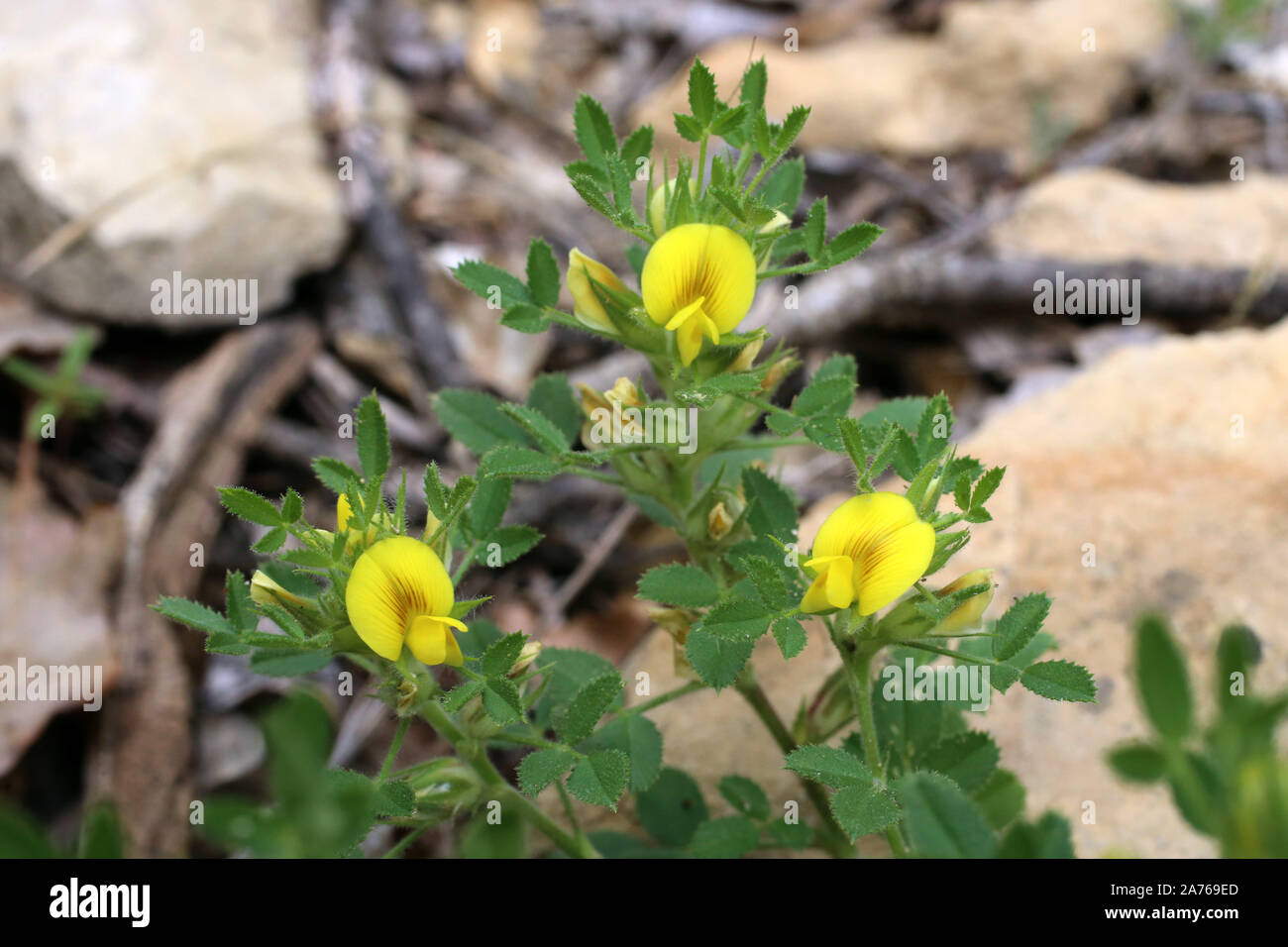 Ononis pusilla - wild flower Stock Photo