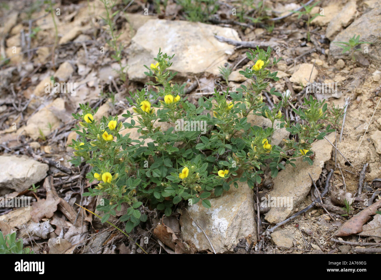 Ononis pusilla - wild flower Stock Photo