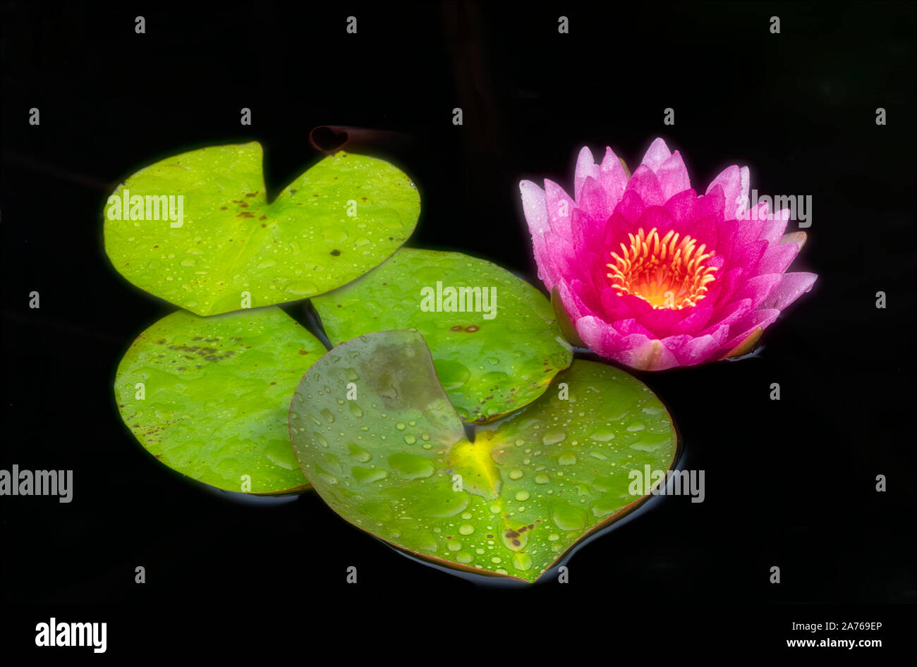 Waterlily Stock Photo