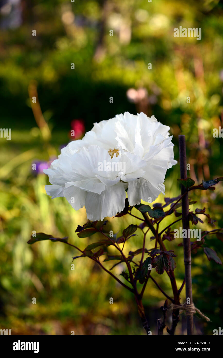 Paeonia suffruticosa Kingdom of the Moon, Gessekai,white coloured flower,tree peony,spring,garden,gardens,RM Floral Stock Photo