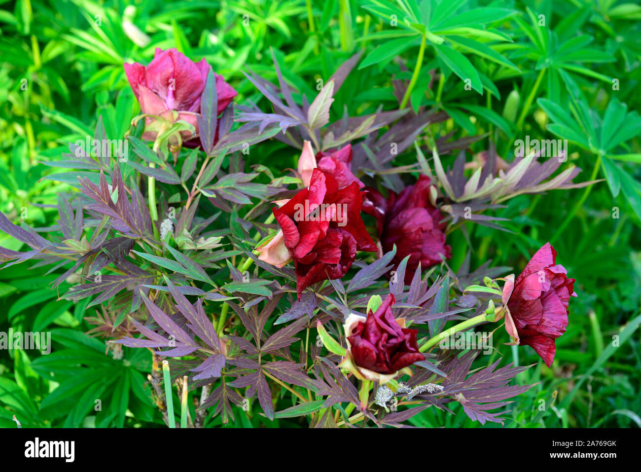 thunderbolt tree peony Paeonia lutea thunderbolt, lutea hybrid tree peony, tree peony