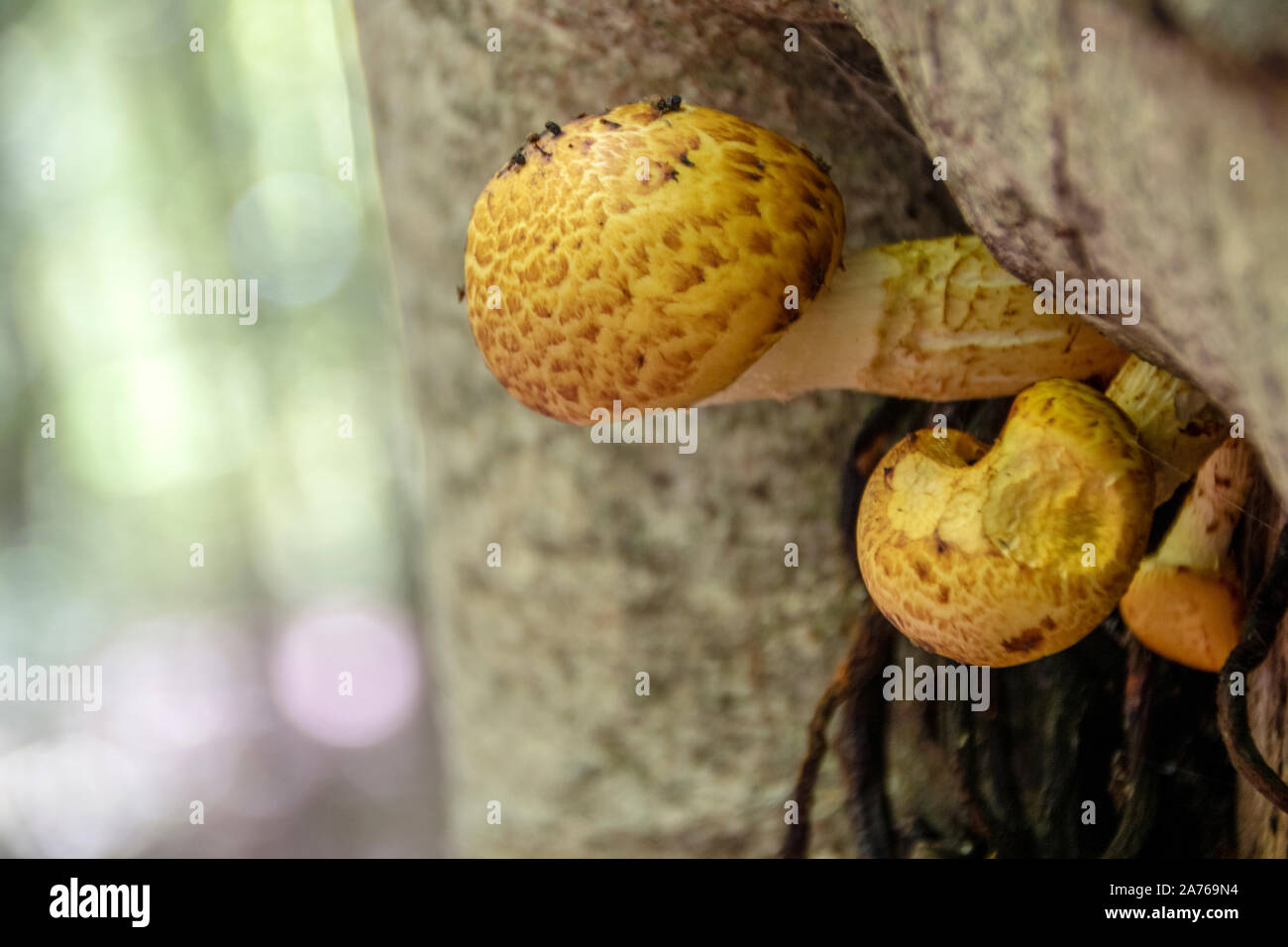 mushrooms growing on a tree trunk in Abruzzo National Park, Italy Stock Photo