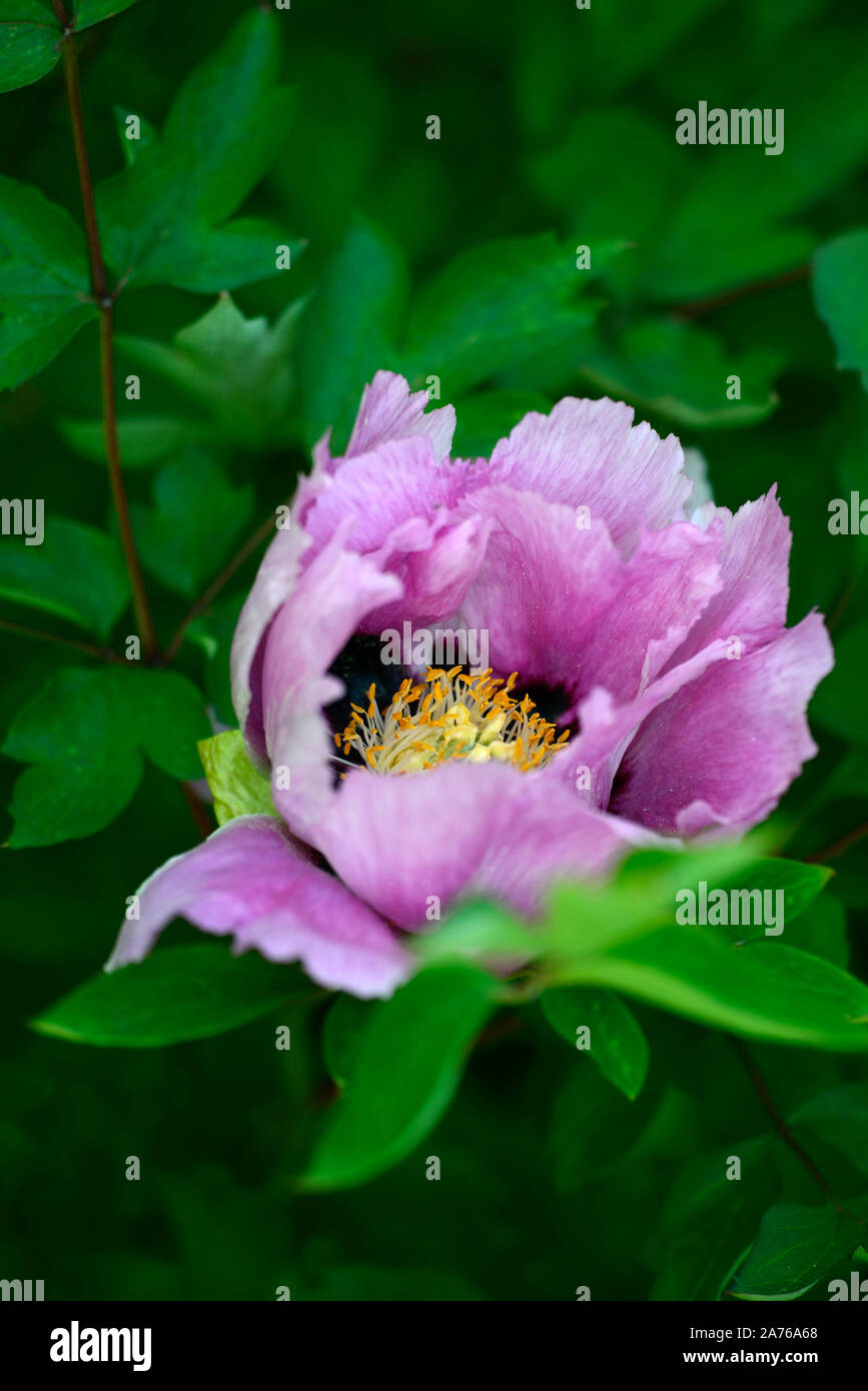 Paeonia Rockii Gray Crane Hui He Peony Peonies Pink Single Flower Flowers Flowering Perennial Bed Border Scented Rm Floral Stock Photo Alamy