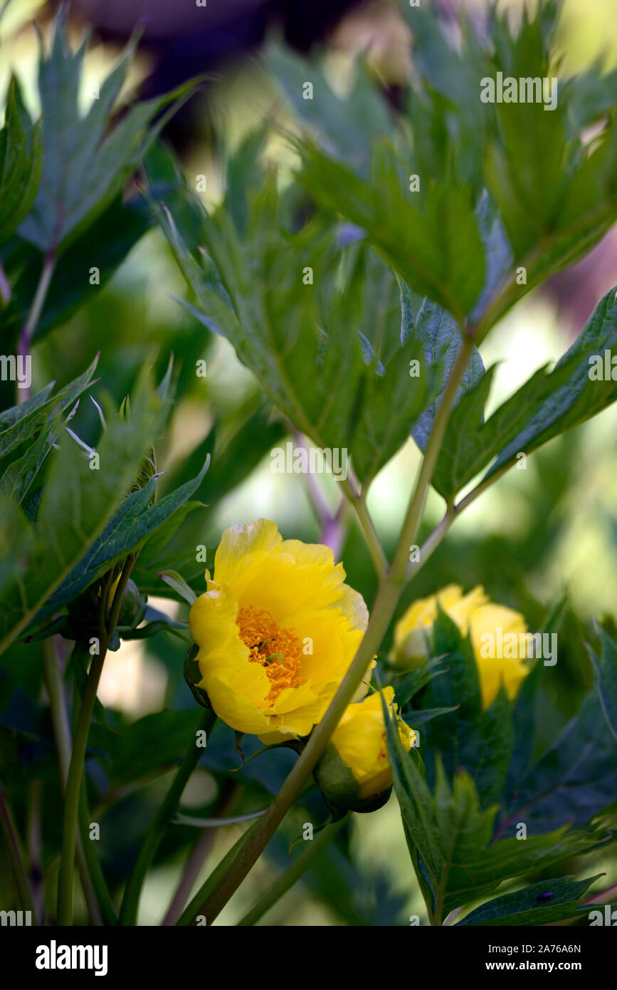 Paeonia lutea ludlowii,tree peony,lemon yellow flower,spring,garden,gardens,RM Floral Stock Photo