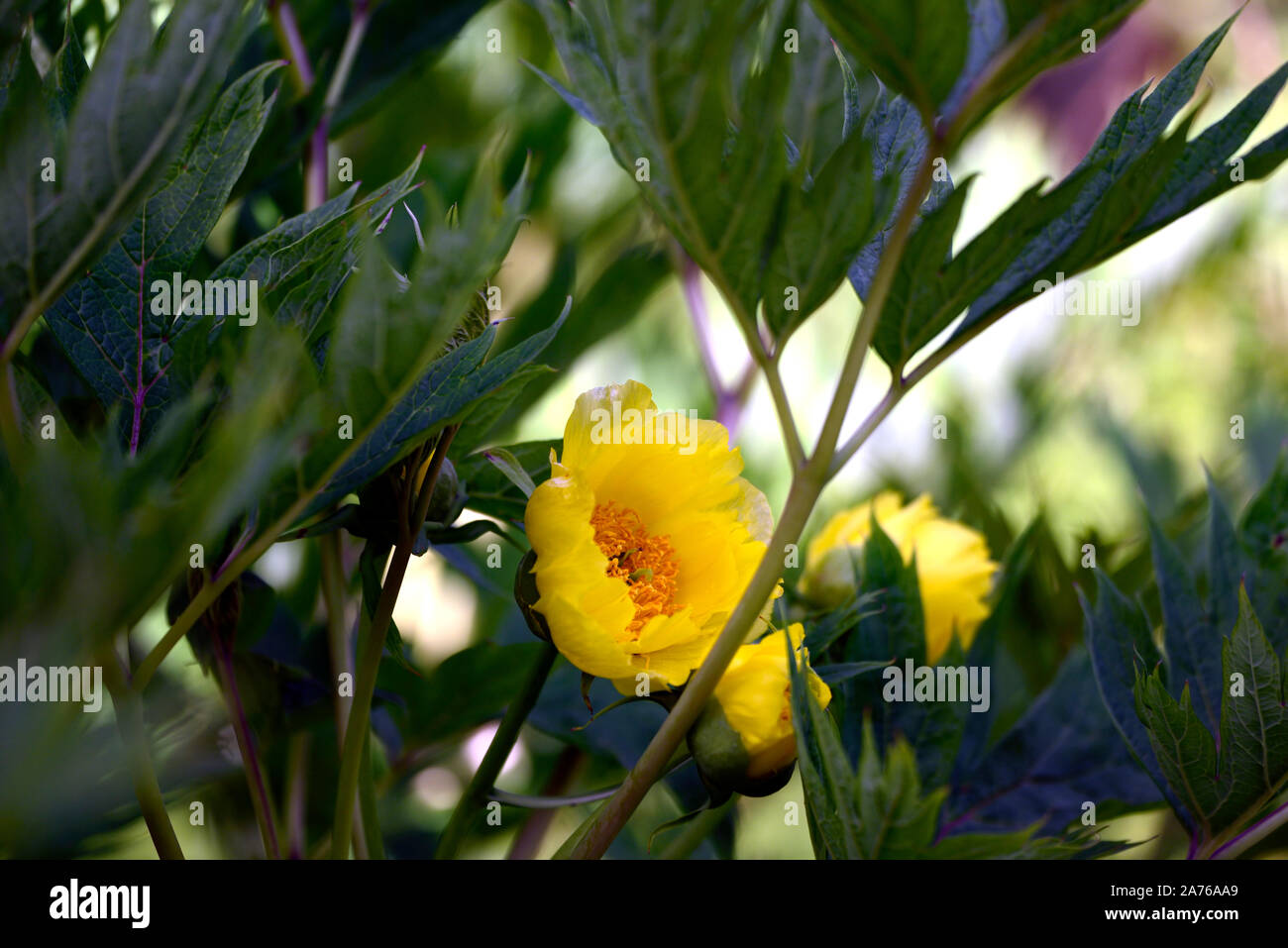 Paeonia lutea ludlowii,tree peony,lemon yellow flower,spring,garden,gardens,RM Floral Stock Photo